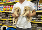 Golden Retriever Yavrularımız Evinizin Neşesi Olacaktır